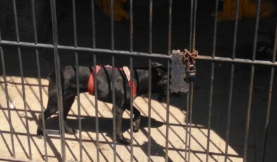 Tarihi Surlarda zincirler ardındaki köpek kimin?