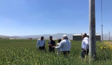 Yüksekova’da hububat alanları koruma altında