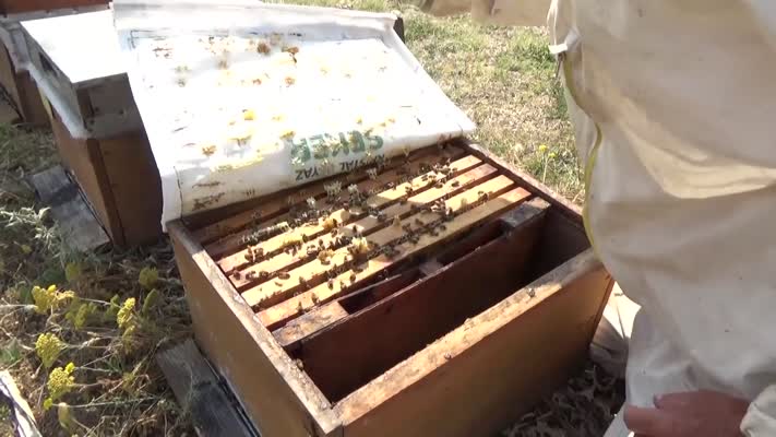 Yüksekova’da yaylalar gezgin arıcıları ağırlıyor