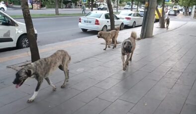 Diyarbakır’da  grup halinde dolaşan sokak köpekleri vatandaşları tedirgin ediyor!