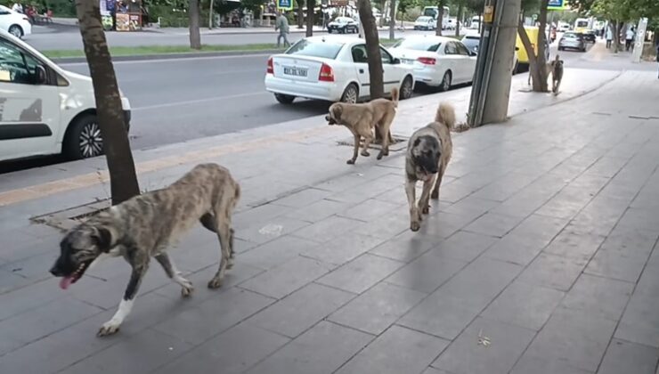 Diyarbakır’da  grup halinde dolaşan sokak köpekleri vatandaşları tedirgin ediyor!