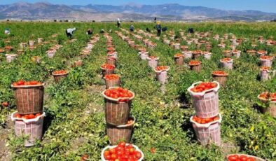 Bin 700 dekar açık alanda domates üretimi yapılıyor