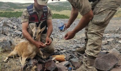 Bingöl’de Jandarma Ekipleri Yaralı Dağ Keçisine Yardım Etti