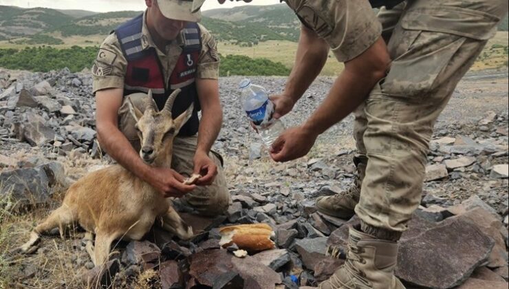 Bingöl’de Jandarma Ekipleri Yaralı Dağ Keçisine Yardım Etti