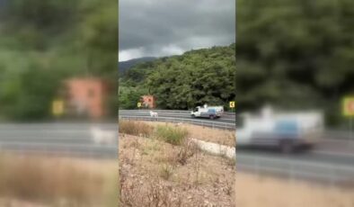 Angus kaçtı, iğneyle sakinleştirilip yakalandı