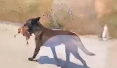 Bahçeye giren köpek tavuğu telef etti