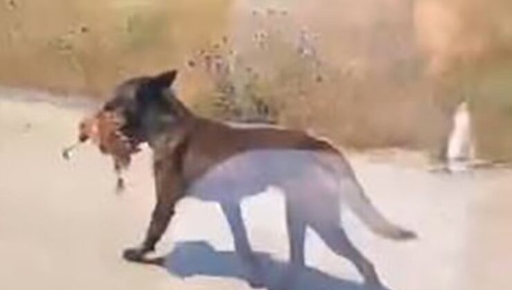 Bahçeye giren köpek tavuğu telef etti