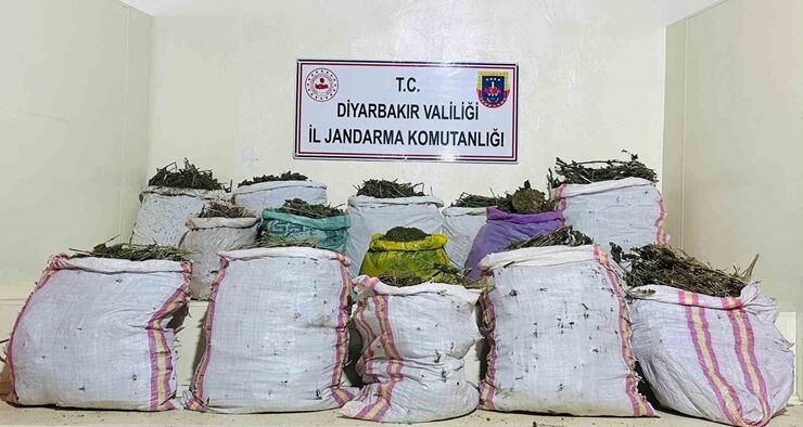 Lice’de 2 milyon 669 bin kök kenevir ve skunk ele geçirildi