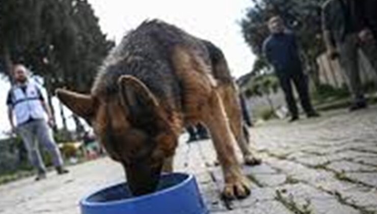 Mama lobisinin iç yüzü deşifre edildi