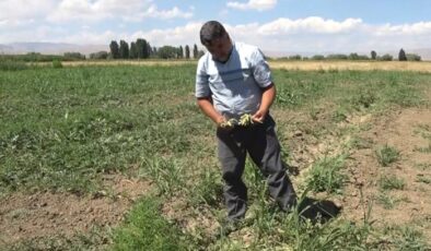 Muş’ta artan hava sıcaklıkları karpuz tarlasını vurdu