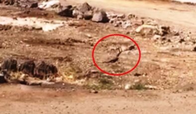 Siyah yılanların dansı Diyarbakır’da görüntülendi