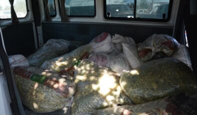 TİGEM sahasından 1,5 ton fıstık çalan şahıslar yakalandı