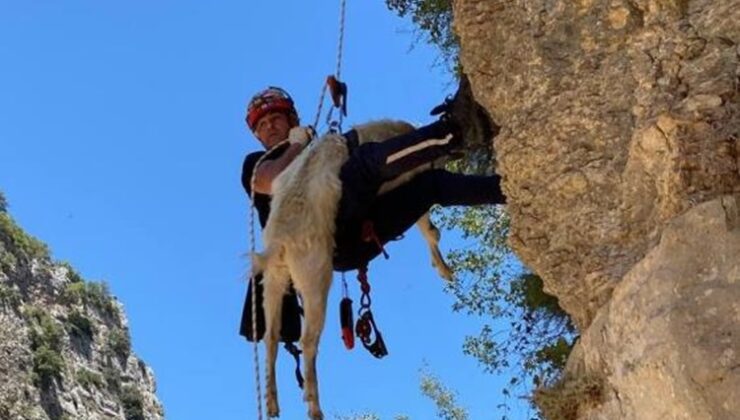 Uçurumda mahsur kalan keçi 5. günde kurtarıldı