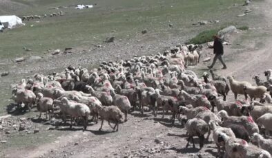 Yaylalarındaki göçerler yüzlerce koyunu imece usulü kırkıyor