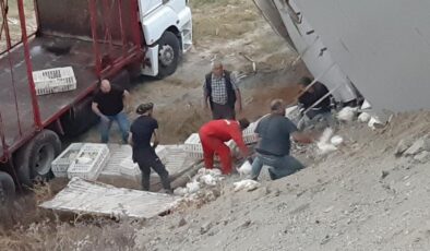 2 bin 500 canlı tavuk yüklü kamyon devrildi