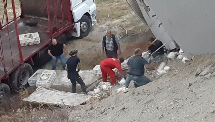 2 bin 500 canlı tavuk yüklü kamyon devrildi