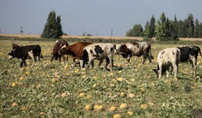 Kavun tarlası hayvanlara yem oldu