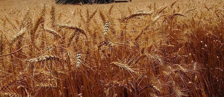 Tarım sigortasıyla 7 ayda 3 milyar lira ödendi