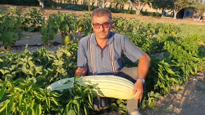 Devasa uzunluğunda acur yetiştirildi