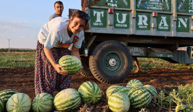 Diyarbakır karpuzunda hasat devam ediyor