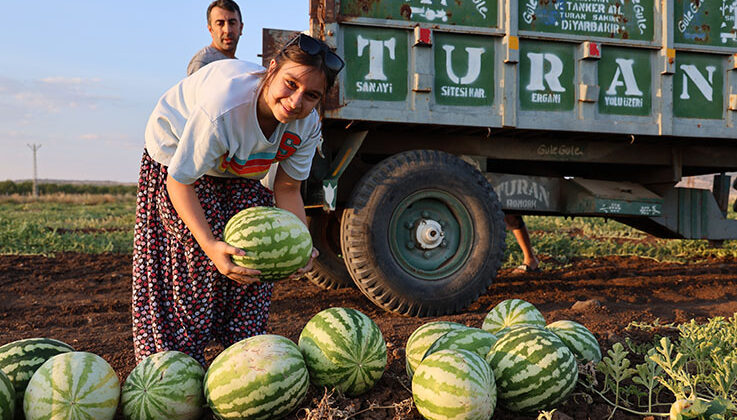 Diyarbakır karpuzunda hasat devam ediyor