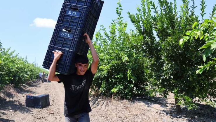 limonun fiyatını düşürecek hasat başladı