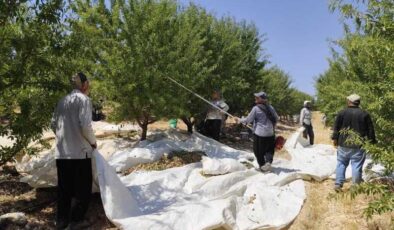 Adıyaman’da badem hasadı başladı, 20 bin ton rekolte bekleniyor