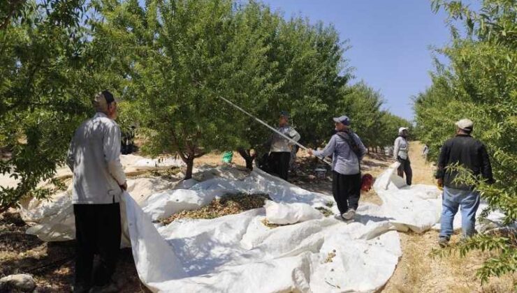 Adıyaman’da badem hasadı başladı, 20 bin ton rekolte bekleniyor
