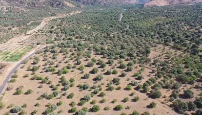 Aşırı sıcaklar kuru incirde hasadı öne çekti