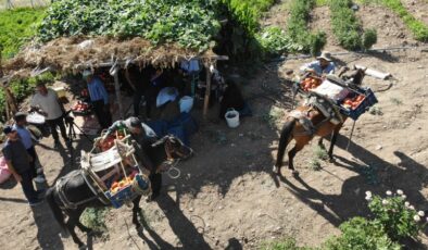 Atlarla Bulanık domatesi hasadı başladı