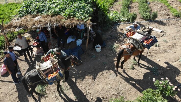 Atlarla Bulanık domatesi hasadı başladı