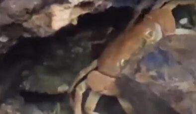 Nesli tehdit altında olan sarı benekli semender ve dev yengeç beraber görüldü
