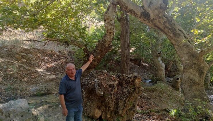 İki çınar ağacı tek gövde üzerinde birleşerek 50 metre yükseldi