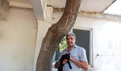 Baba yadigarı dut ağacını kesmedi