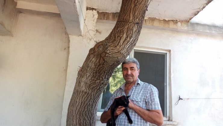 Baba yadigarı dut ağacını kesmedi