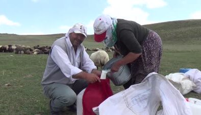Muş’ta berivanlar atlarla yaylaya çıkıyor