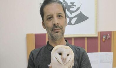 Beyaz baykuş sınıftan kurtarıldı