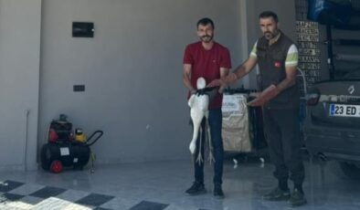 Bitkin bulunan leylek koruma altına alındı
