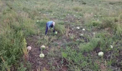 Şehirdeki yöneticilik kariyerinden vazgeçip baba ocağında çiftçi oldu