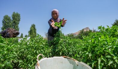 Çermik biberi, gurbetçiler için Avrupa yolcusu