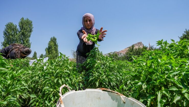 Çermik biberi, gurbetçiler için Avrupa yolcusu