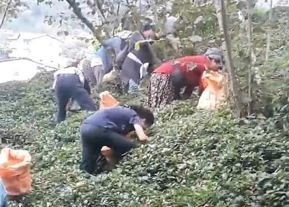 Çermikli fındık işçileri Karadeniz’e yola çıktı