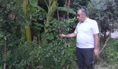 Cizre’de uygun olmayan iklimde muz yetiştirdi