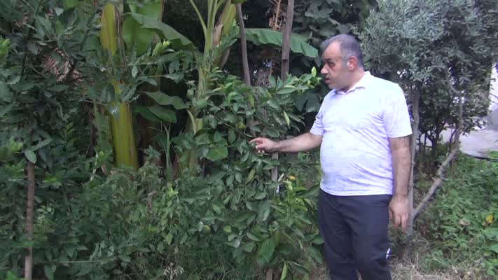 Cizre’de uygun olmayan iklimde muz yetiştirdi