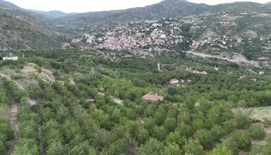 Oğuzlar cevizinde bu yıl kalite beklentisi yüksek