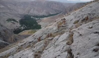 Malatya’da dağ keçileri dronla görüntülendi