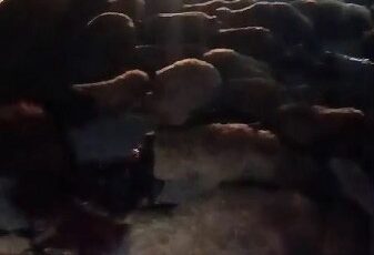 Diyadin yolunda kaza: 70 koyun telef oldu