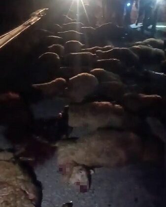 Diyadin yolunda kaza: 70 koyun telef oldu