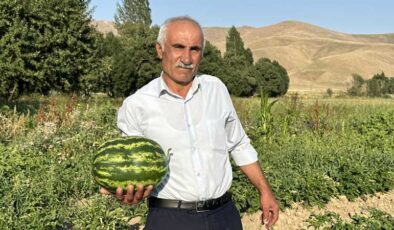 Yüksekova’da karpuz yetiştiren çiftçi Diyarbakır’a rakip oldu