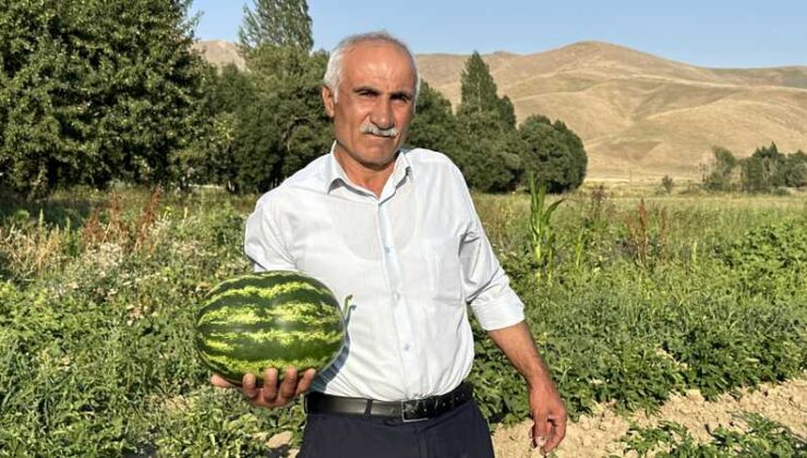 Yüksekova’da karpuz yetiştiren çiftçi Diyarbakır’a rakip oldu